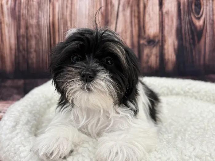 Male Maltese-Shipoo puppy named Apollo for sale at Puppy City Winchester.
