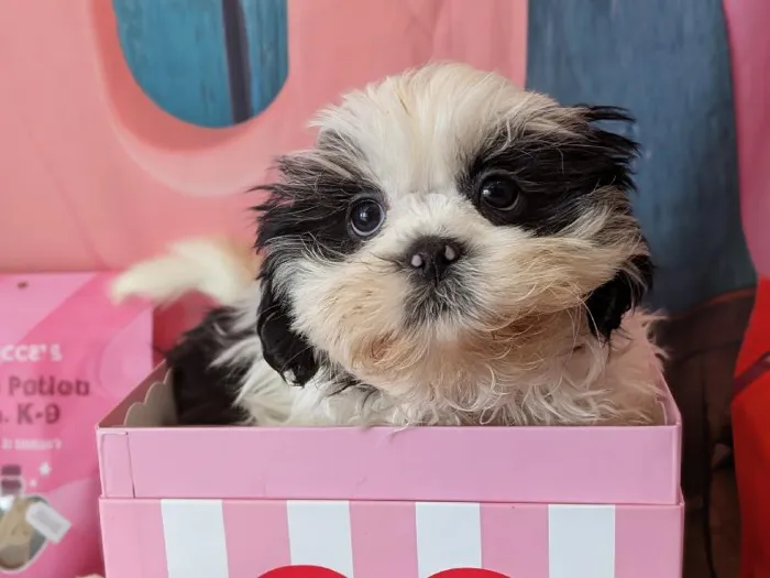 Male Shih Tzu Puppy for Sale in Winchester, VA