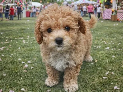 Female Bichon Poo Puppy for Sale in Winchester, VA