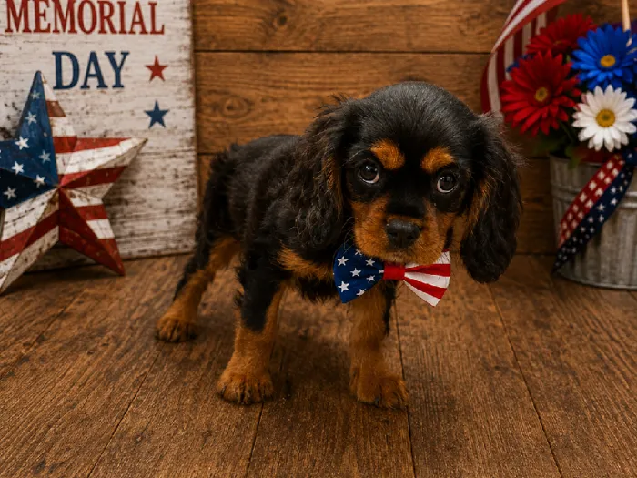 Male Cavalier King Charles Spaniel puppy named Mochi for sale at Puppy City Winchester.