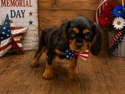Male Cavalier King Charles Spaniel puppy named Mochi for sale at Puppy City Winchester.