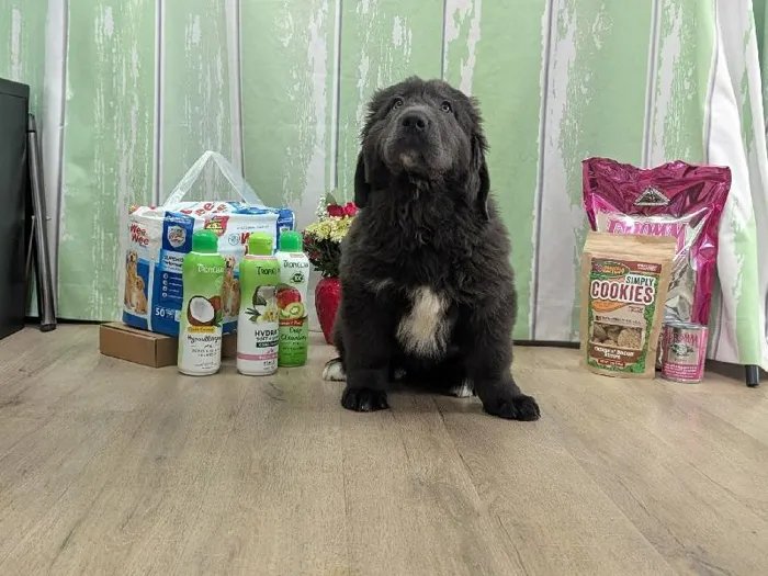 Female Newfoundland Puppy for Sale in Winchester, VA