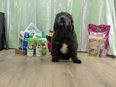 Female Newfoundland Puppy for Sale in Winchester, VA