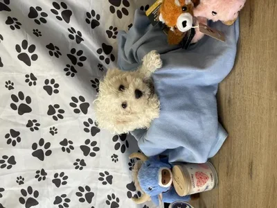 Male Bichon Puppy for Sale in Winchester, VA