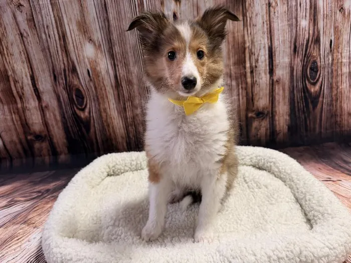 Male Sheltie puppy named Arlo for sale at Puppy City Winchester.