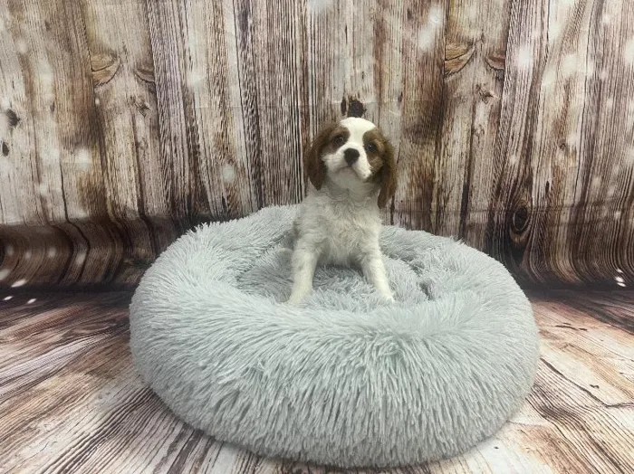 Male Cavalier King Charles Spaniel puppy named Silas for sale at Puppy City Winchester.