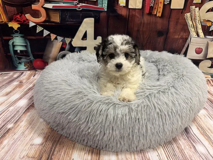 Female Yochon puppy named Helen for sale at Puppy City Harrisonburg.