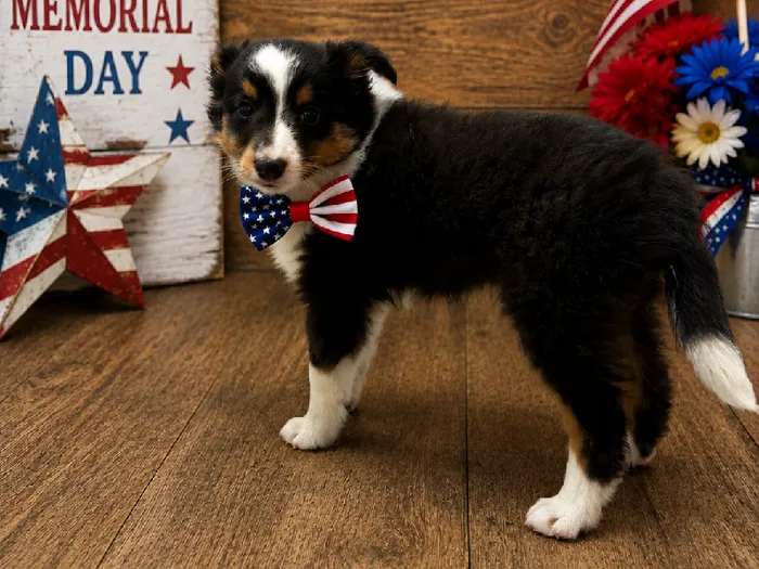 Male Sheltie puppy named Pooh for sale at Puppy City Winchester.