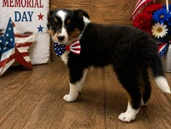 Male Sheltie puppy named Pooh for sale at Puppy City Winchester.