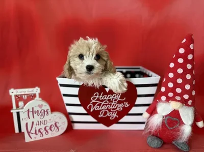 Female Cavachon Puppy for Sale in Winchester, VA