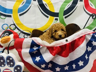 Male Mini Poodle Puppy for Sale in Winchester, VA