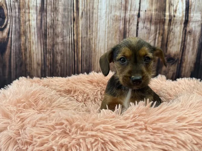 Male Yorkie-Jack Russell Terrier puppy named Odysseus for sale at Puppy City Winchester.