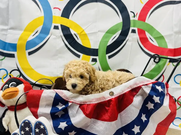 Male Bichon Poo Puppy for Sale in Winchester, VA