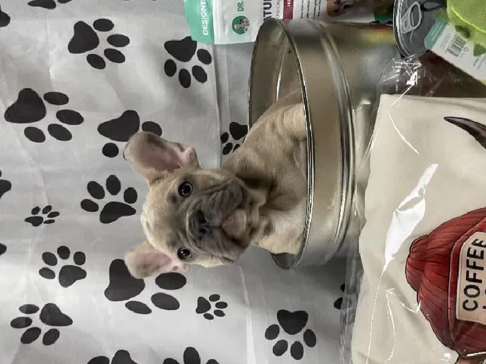 Male French Bulldog Puppy for Sale in Winchester, VA