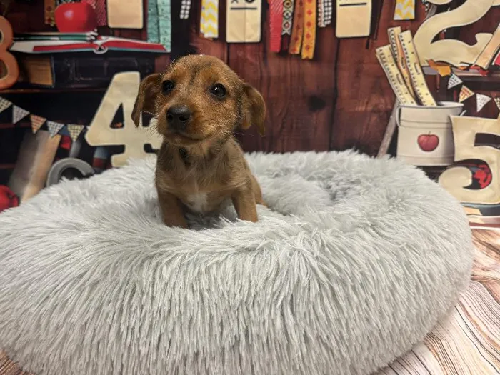 Male Yorkie-Jack Russell Terrier puppy named Axel for sale at Puppy City Winchester.