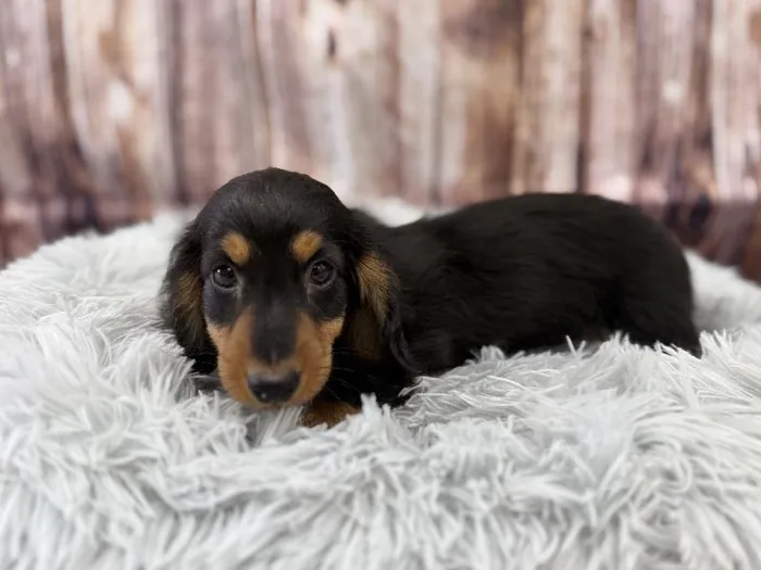 Male Standard Dachshund puppy named Herbert for sale at Puppy City Winchester.