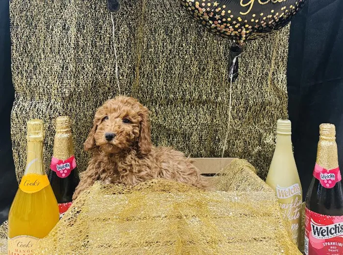 Male Mini Poodle Puppy for Sale in Winchester, VA