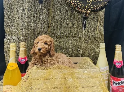 Male Mini Poodle Puppy for Sale in Winchester, VA