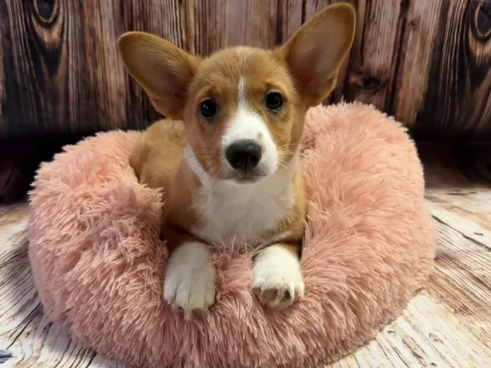 Male Pembroke Welsh Corgi puppy named John for sale at Puppy City Winchester.