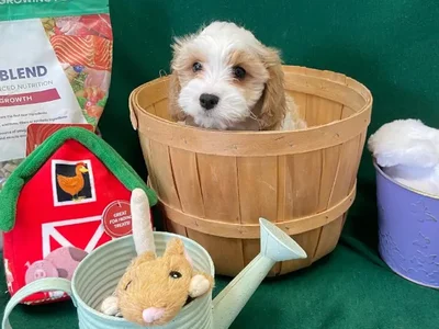 Male Cavachon Puppy for Sale in Winchester, VA