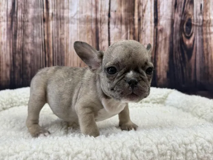 Male French Bulldog puppy named Thor for sale at Puppy City Winchester.