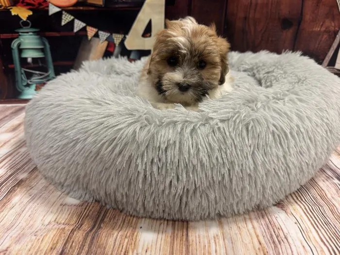 Female Teddy Bear puppy named Lavender for sale at Puppy City Winchester.