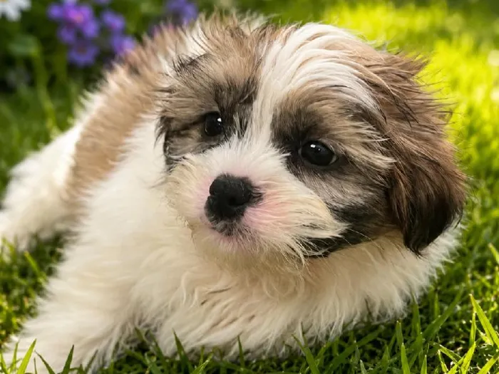 Male Shih Tzu puppy named Smore for sale at Puppy City Harrisonburg.