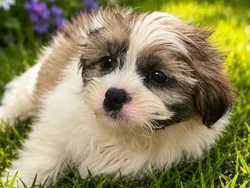 Male Shih Tzu puppy named Smore for sale at Puppy City Harrisonburg.