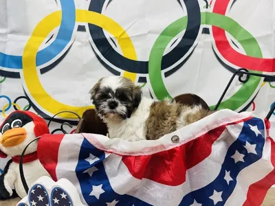 Male Shih Tzu Puppy for Sale in Winchester, VA