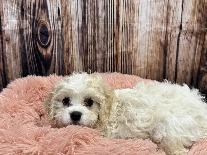 Male Cavachon puppy named Toby for sale at Puppy City Winchester.
