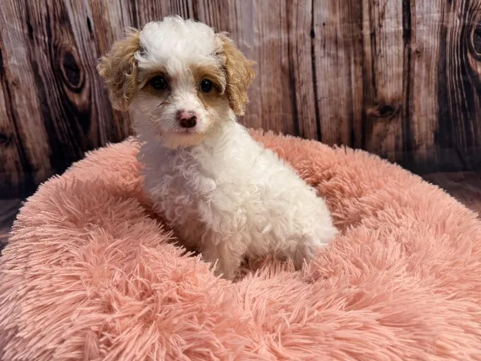 Female Mini Poodle puppy named Mimosa for sale at Puppy City Winchester.