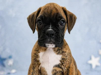 Male Boxer puppy named Rooster for sale at Puppy City Harrisonburg.
