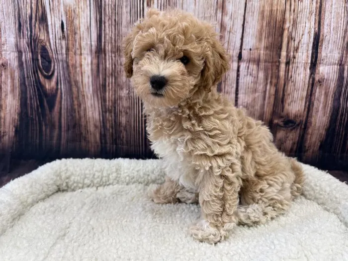 Male Bichon Poo puppy named Winnie for sale at Puppy City Winchester.