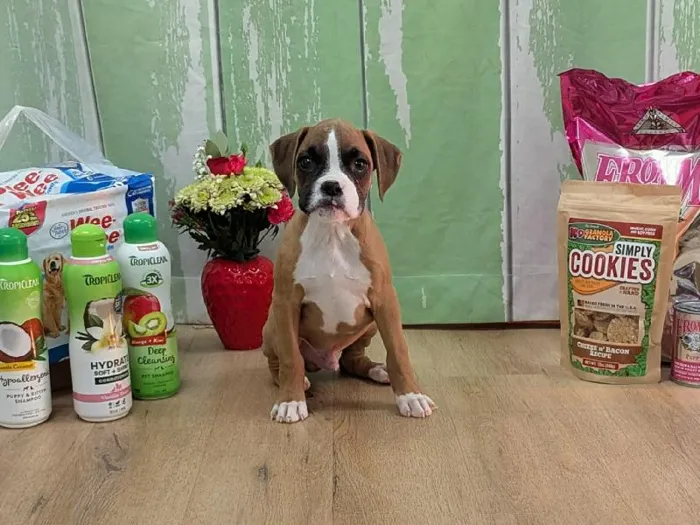 Male Boxer Puppy for Sale in Winchester, VA