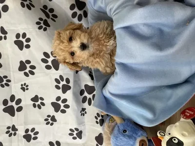 Male Bichon Poo Puppy for Sale in Winchester, VA