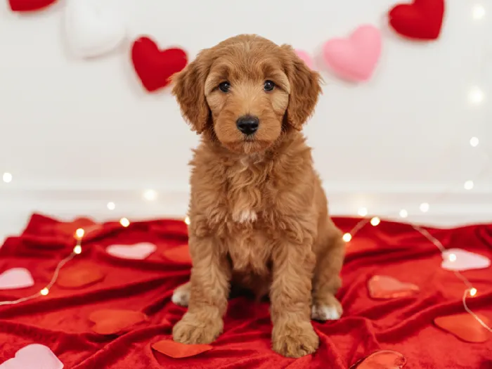 Female Aussidoodle Puppy for Sale in Winchester, VA