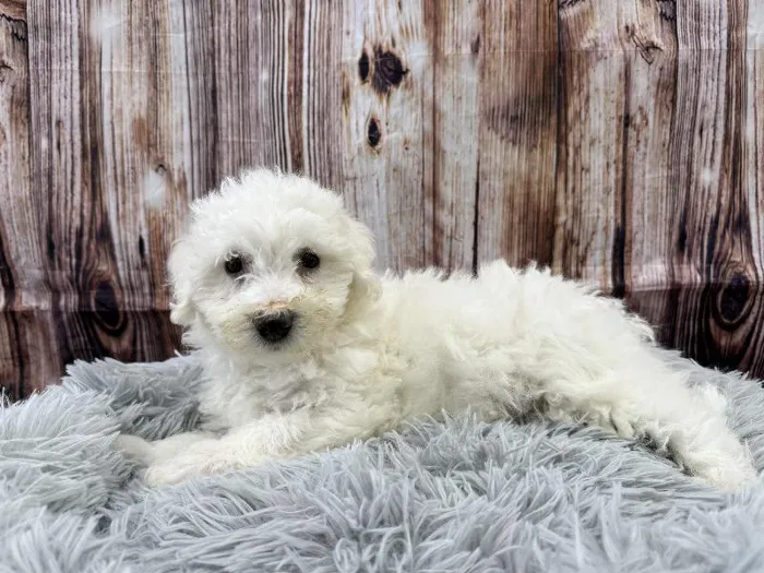 Male Bichon puppy named Otis for sale at Puppy City Winchester.