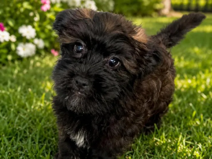 Male Shipoo puppy named Smokey for sale at Puppy City Harrisonburg.