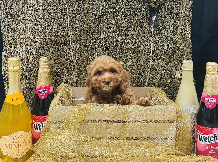 Male Cavapoo Puppy for Sale in Winchester, VA