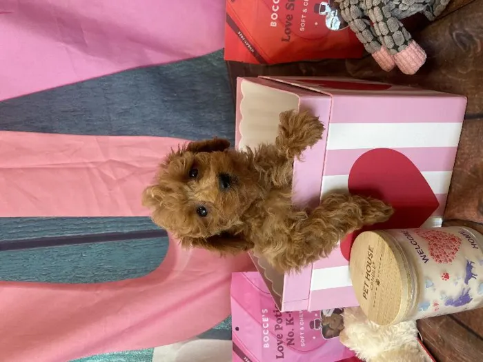 Female Toy Poodle Puppy for Sale in Winchester, VA
