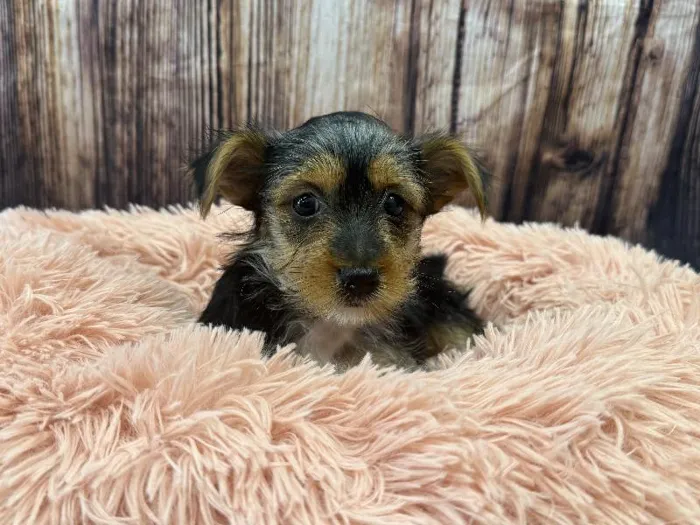 Female Yorkie puppy named Penelope for sale at Puppy City Winchester.