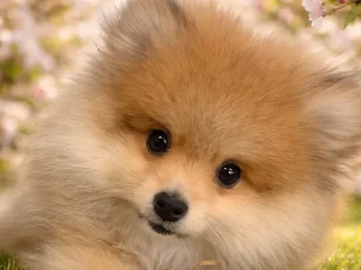 Male Pomeranian Puppy for Sale in Winchester, VA