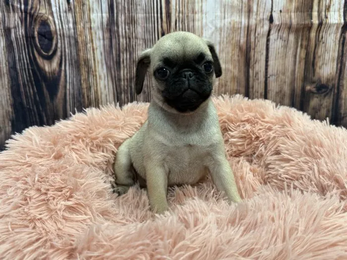 Male Pug puppy named Diesel for sale at Puppy City Winchester.