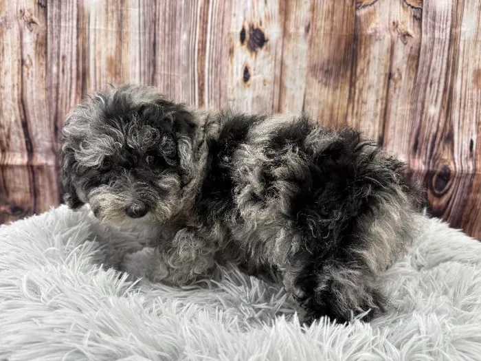Female Mini Poodle puppy named Dottie for sale at Puppy City Winchester.