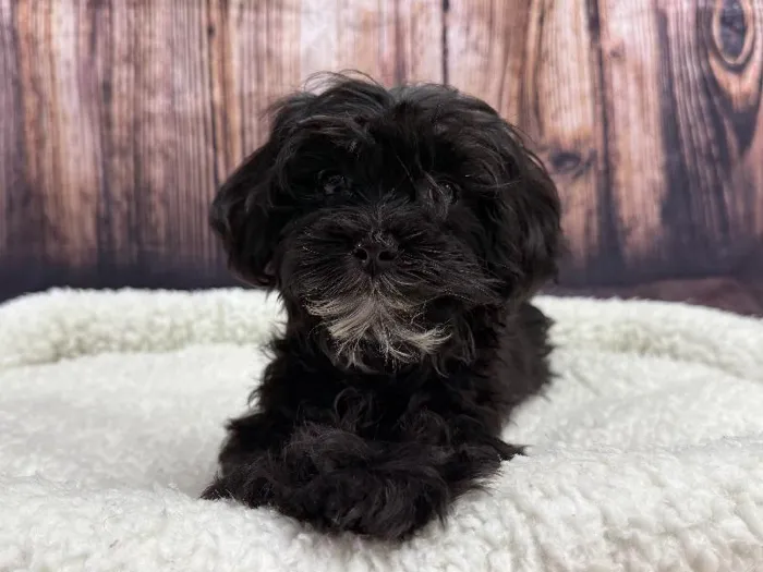 Female Maltese-Shipoo puppy named Athena for sale at Puppy City Winchester.