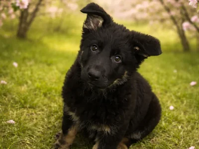 Female German Shepherd Puppy for Sale in Winchester, VA