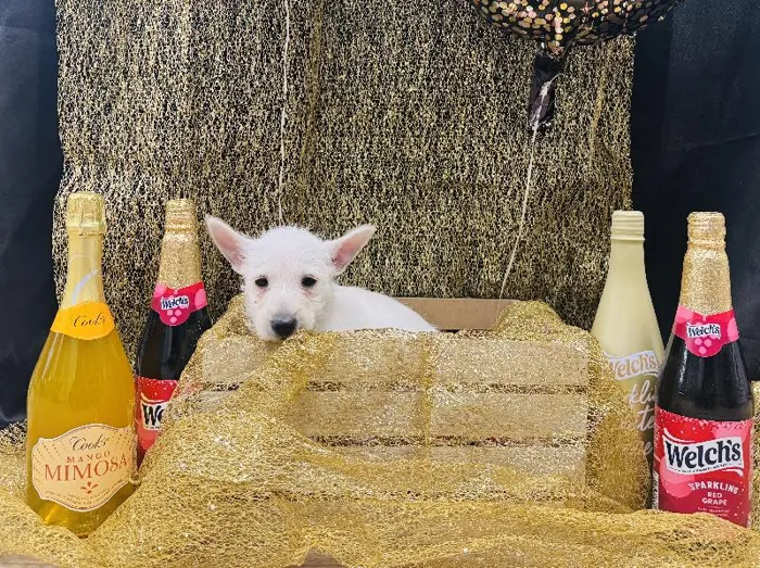 Male West Highland Terrier Puppy for Sale in Winchester, VA