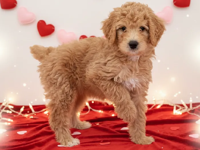 Male Aussidoodle Puppy for Sale in Winchester, VA