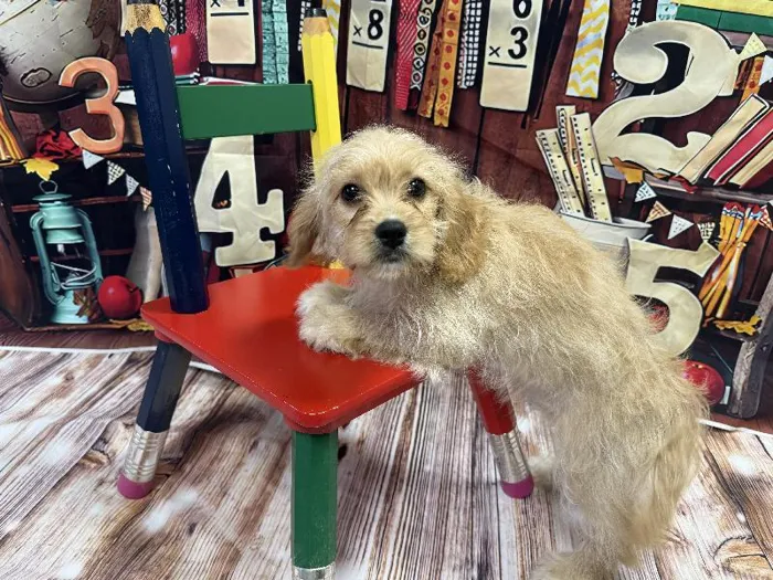 Female Cavachon puppy named Daisy for sale at Puppy City Winchester.