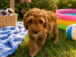 Male Mini Poodle puppy named Ozzie for sale at Puppy City Winchester.
